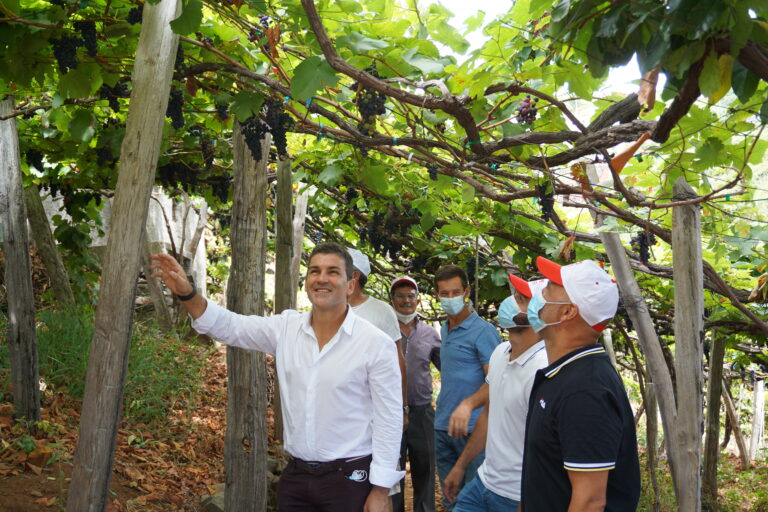 Jacinto Serrão defende soluções para garantir o escoamento das uvas e o pagamento justo aos agricultores