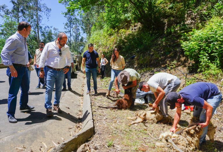 PS defende regresso do gado às serras de forma ordenada